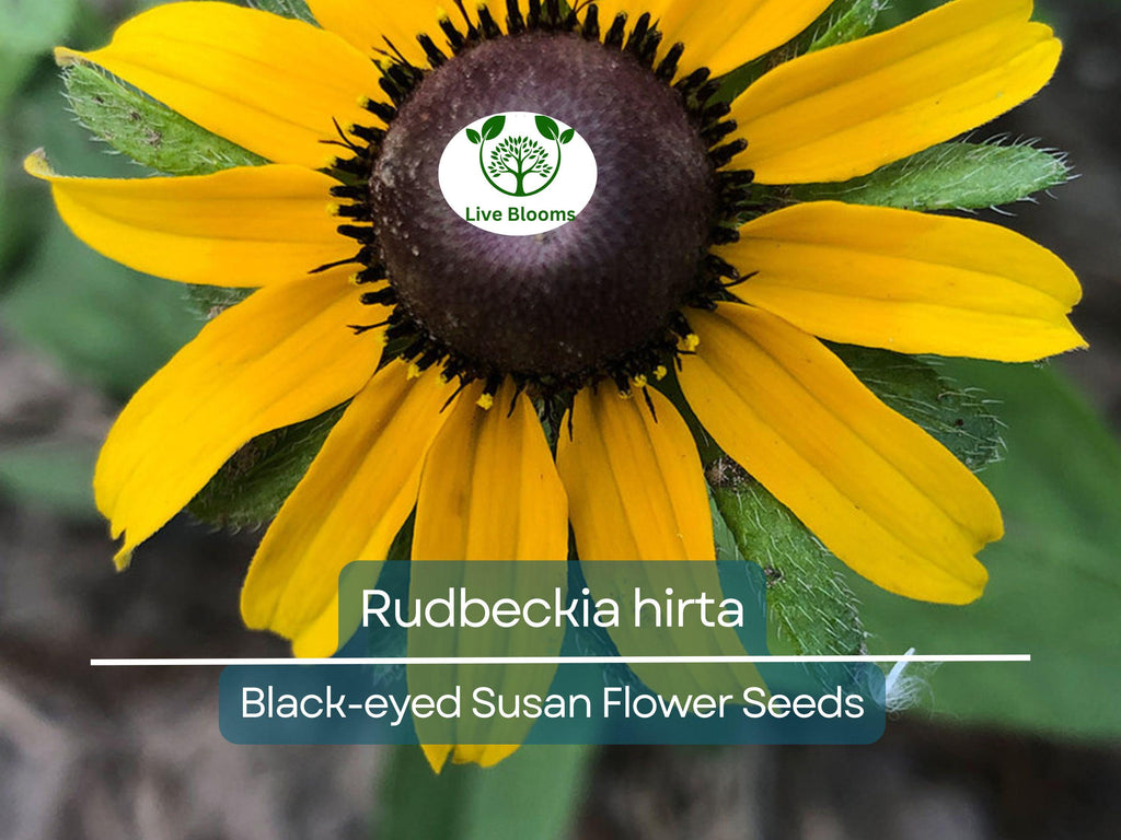 400 Seeds Black-eyed Susan (Rudbeckia hirta) - Yellow Wildflower for Planting, Garden, Landscaping, Perennial Flowers, Drought Tolerant