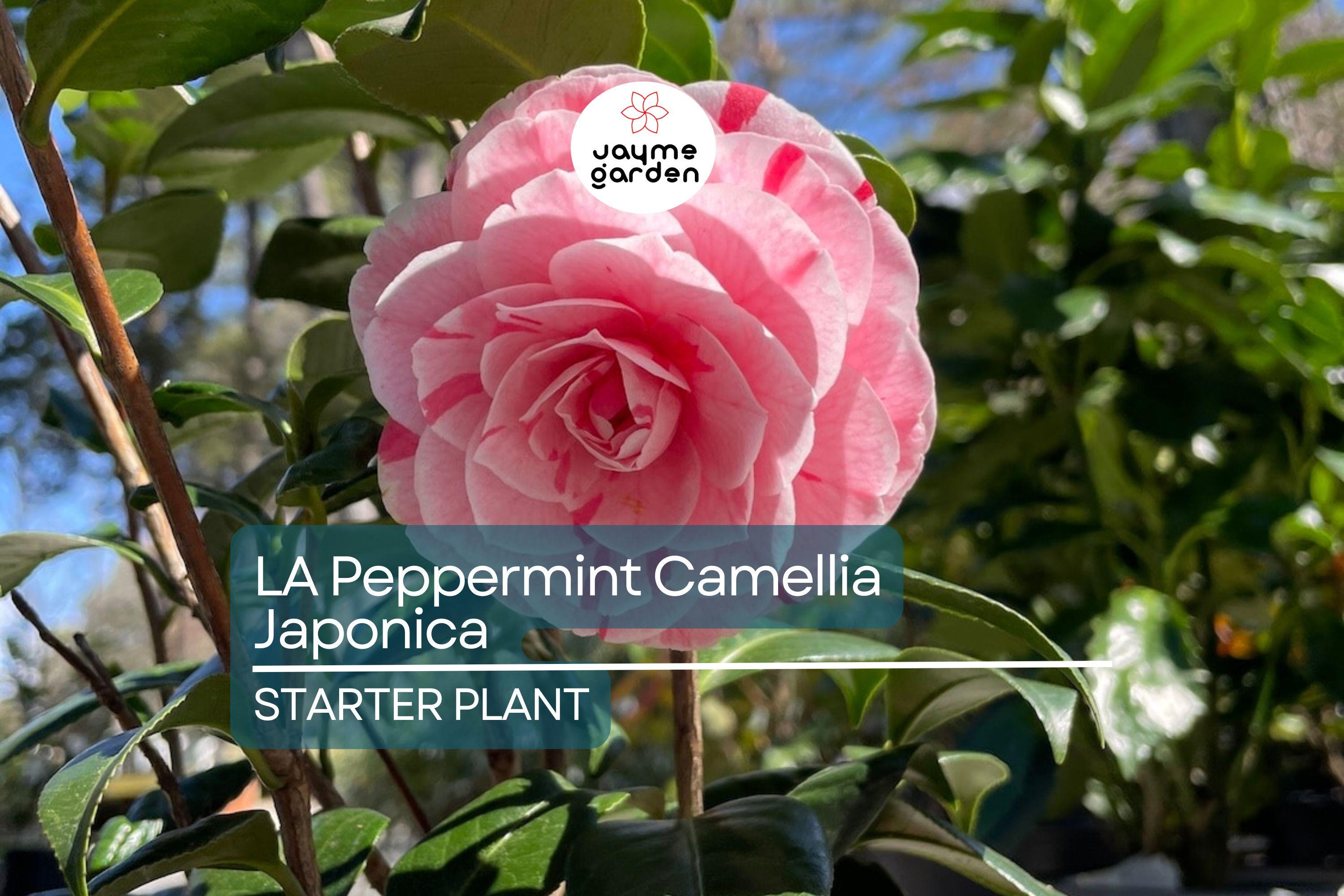 LA Peppermint Camellia Japonica | Rare Starter Plant (4L) | Fragrant Double Blooms | Evergreen Shrub for Shade Gardens | Zones 7a-9b