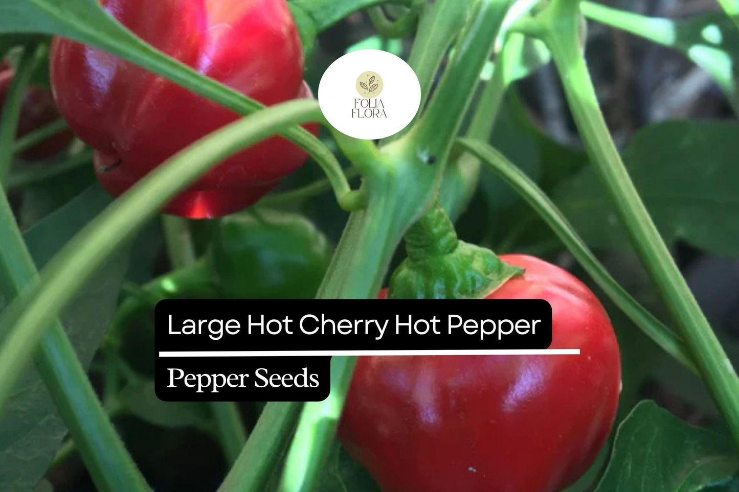 250mg Large Hot Cherry Pepper Seeds Capsicum annuum | Medium-Hot, Non-GMO, Ideal for Pickling, Stuffing, and Fresh Cooking