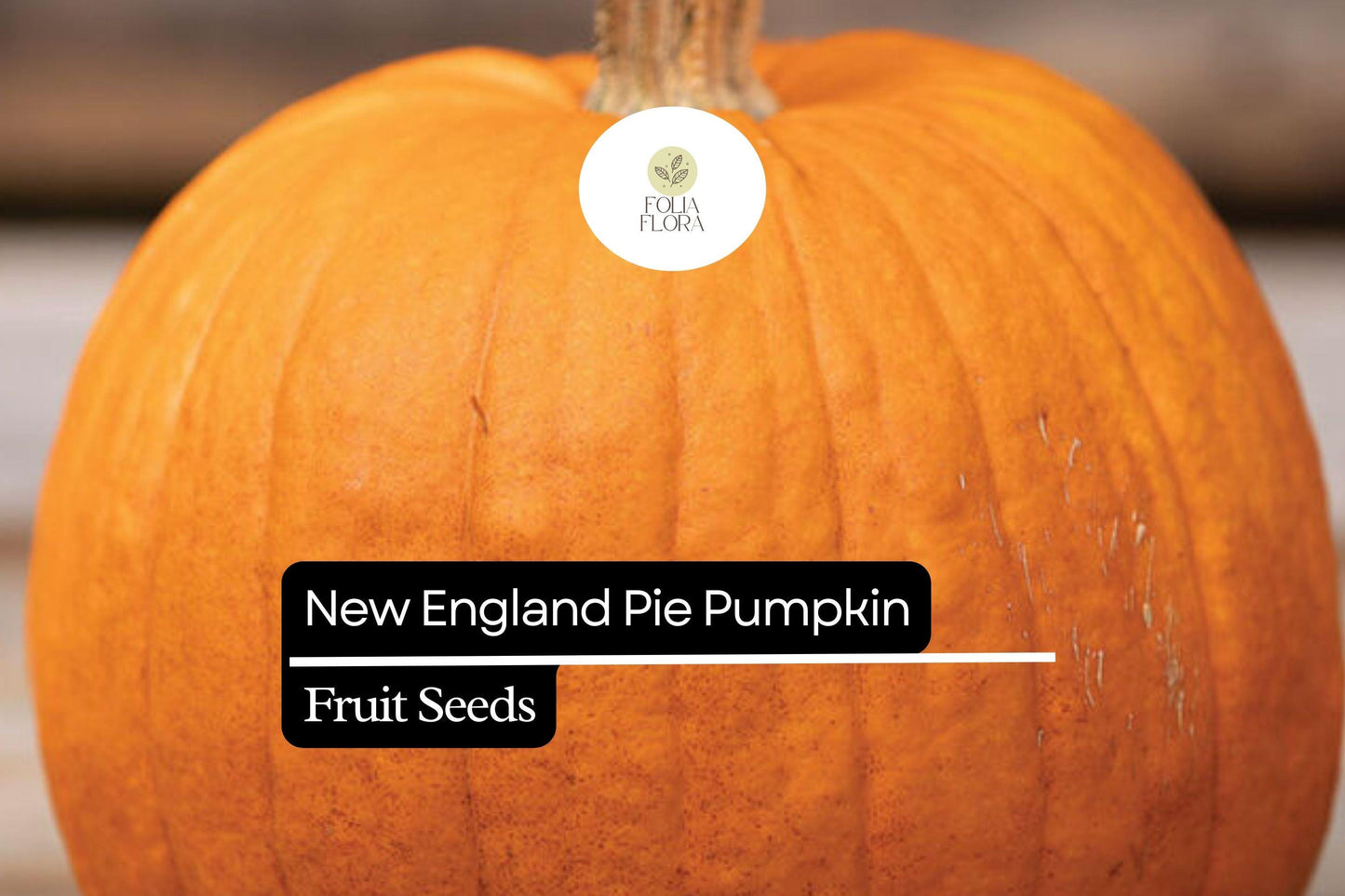 15 Seeds New England Pie Pumpkin (Cucurbita pepo) – Ideal for Baking and Fall Harvest