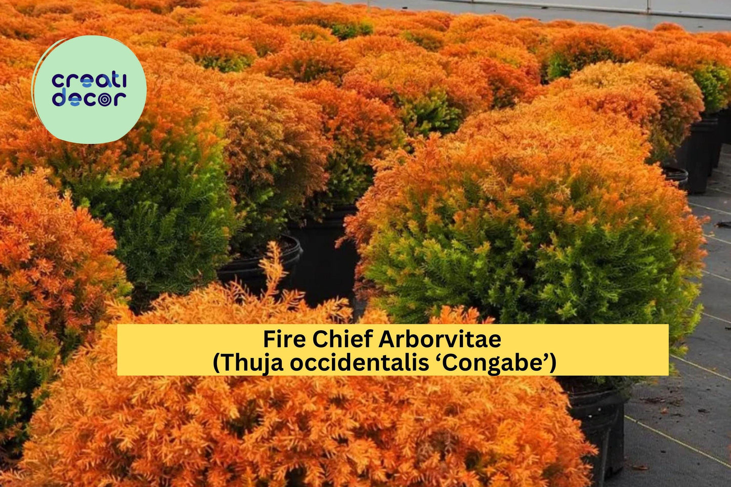 Fire Chief Arborvitae Plant | Thuja occidentalis ‘Congabe’ Live Evergreen | Compact Dwarf Shrub with Yellow-Orange-Red Fall Color