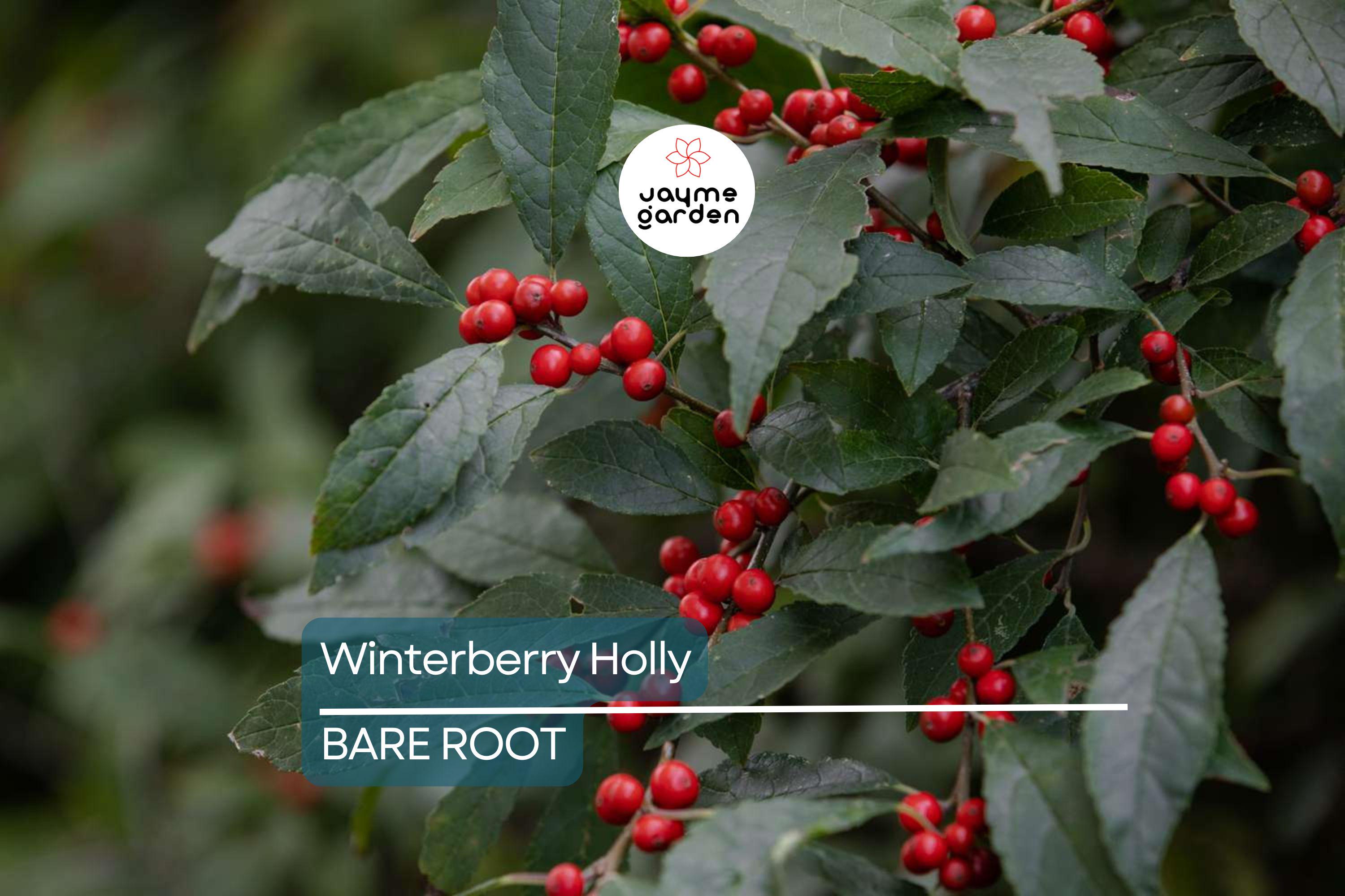 Winterberry Holly Bareroot Seedlings (10-Pack) | Ilex Verticillata | Cold Hardy Shrub | 6-10” Tall | Red Berries | Zones 3-9