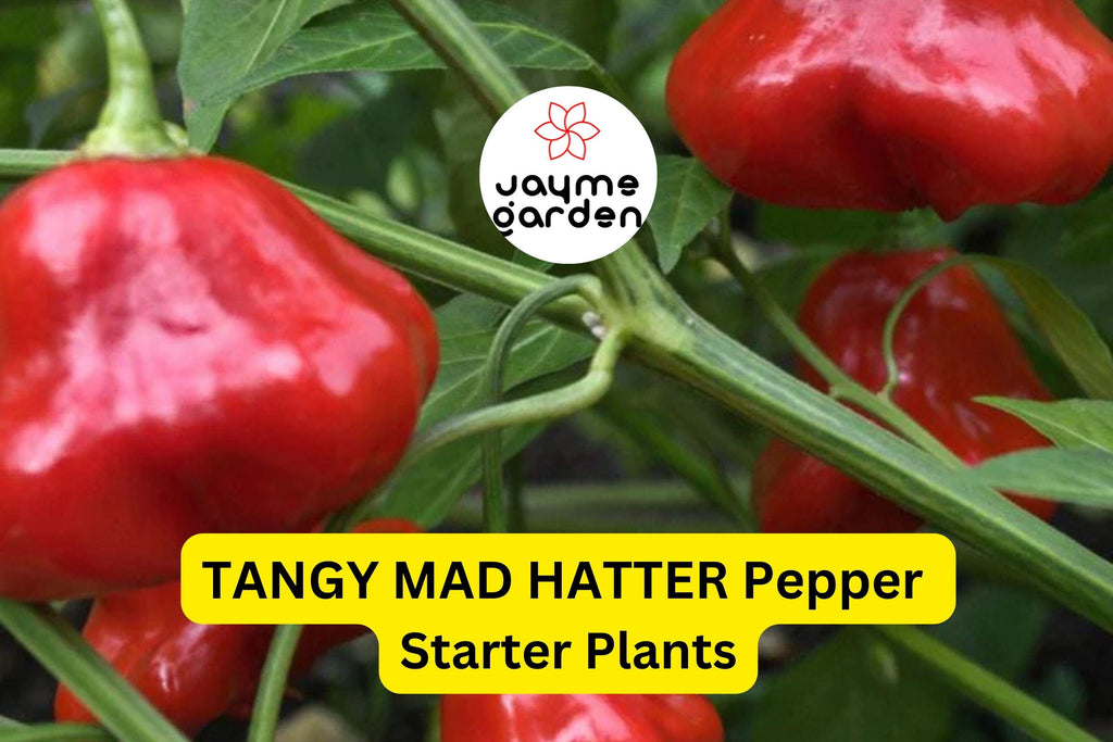 3 Tangy Mad Hatter Pepper Starter Plants - Sweet & Mild Heat - High Yield for Snacking, Cooking, Container Gardens