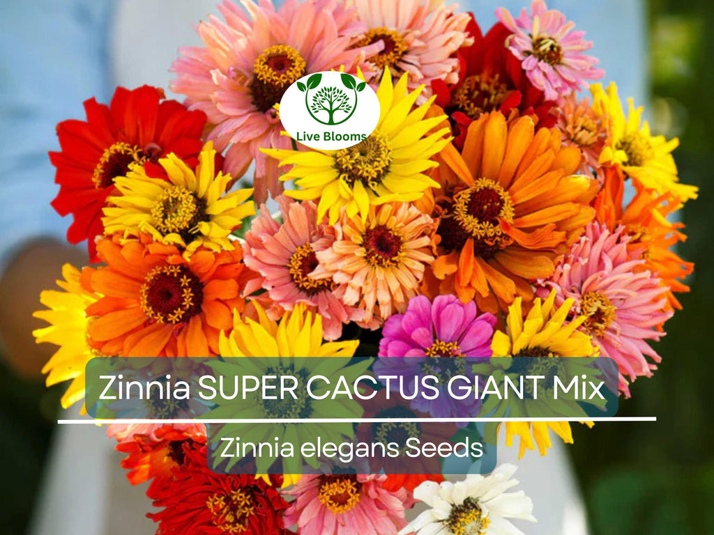 100 Seeds Zinnia SUPER CACTUS Giant Mix, Non-GMO, Huge Blooms, Butterflies, Vibrant Garden Flowers, Easy to Grow, Annual Flowers