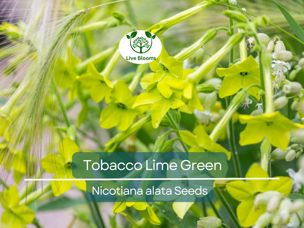 500 Seeds Tobacco Lime Green Flower Seeds, Nicotiana Pure Seed, Part-Shade, Non-GMO, Unique Green Blooms, Easy to Grow, Garden & Landscape