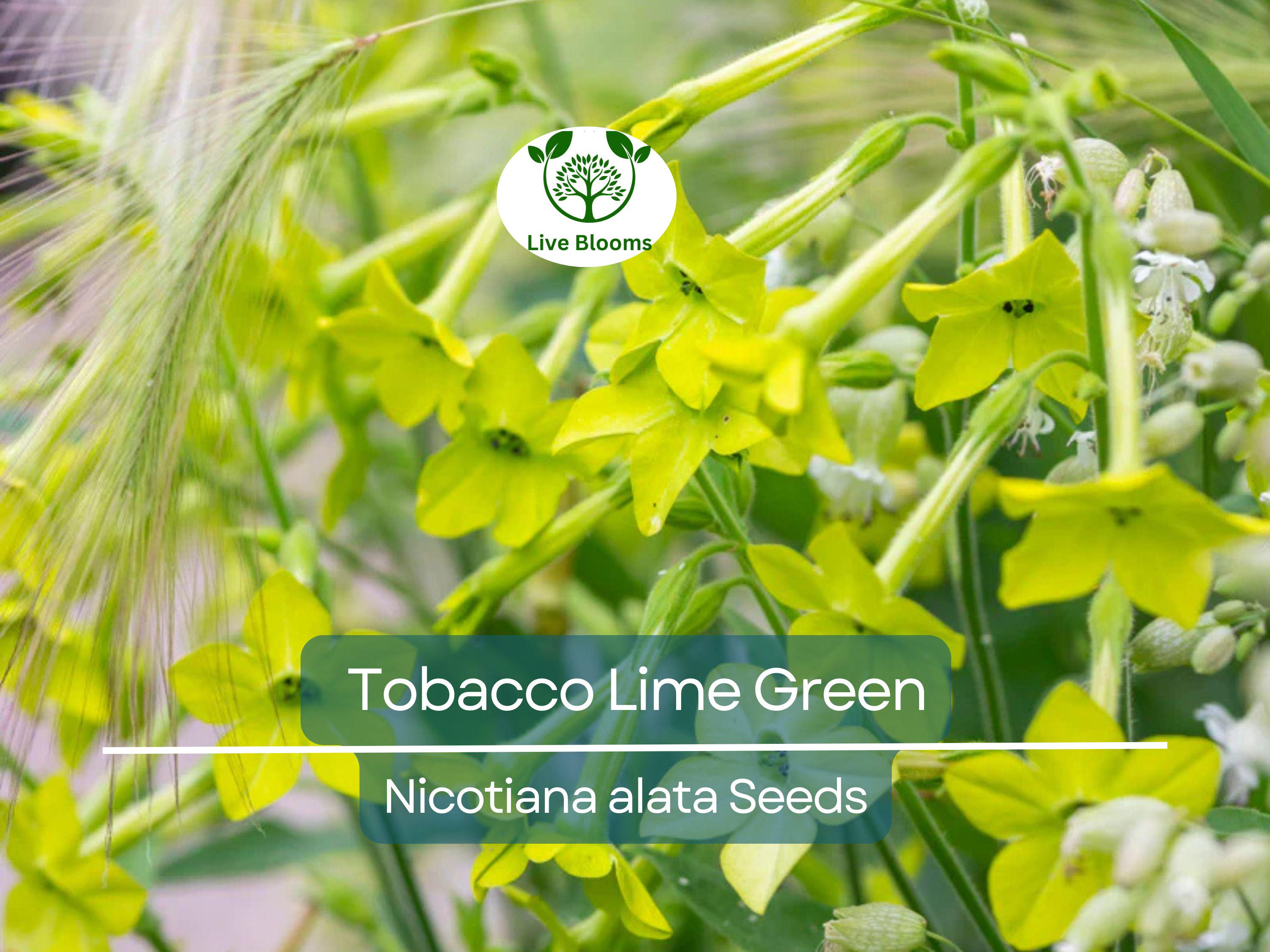 500 Seeds Tobacco Lime Green Flower Seeds, Nicotiana Pure Seed, Part-Shade, Non-GMO, Unique Green Blooms, Easy to Grow, Garden & Landscape