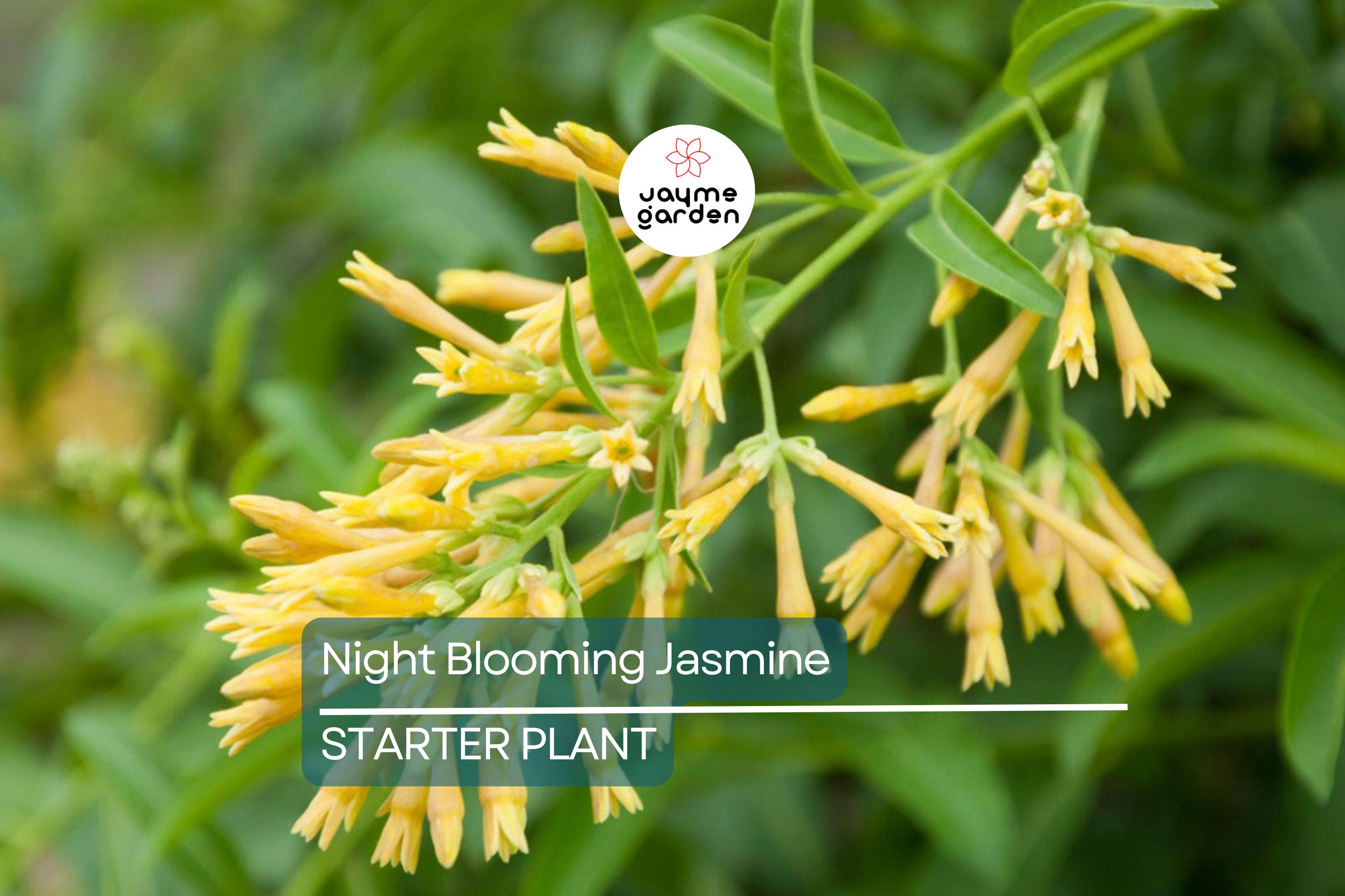 Night Blooming Jasmine - Cestrum Nocturnum - 6-10” Tall Potted Live Plant, Fragrant Flowers, Perfect for Gardens