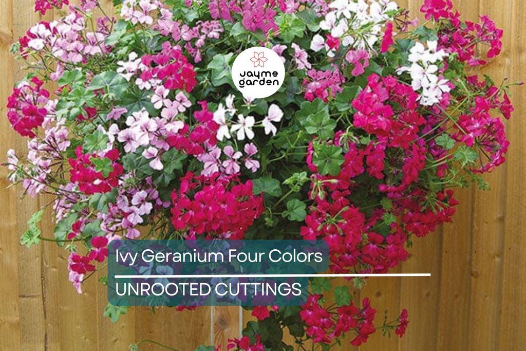 Ivy Geranium - 8 Cuttings (4 Vibrant Colors) for Rooting | Labeled with Rooting Powder & Instructions | USA Grown