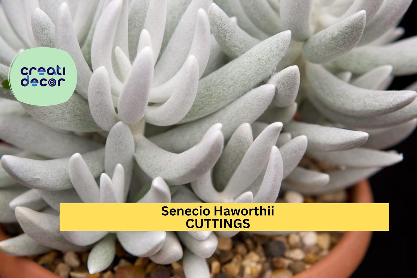 1 Senecio Haworthii Succulent Cutting | 4" Unrooted Cocoon Plant Stem | Fuzzy White Leaves | Rare Snowy Succulent