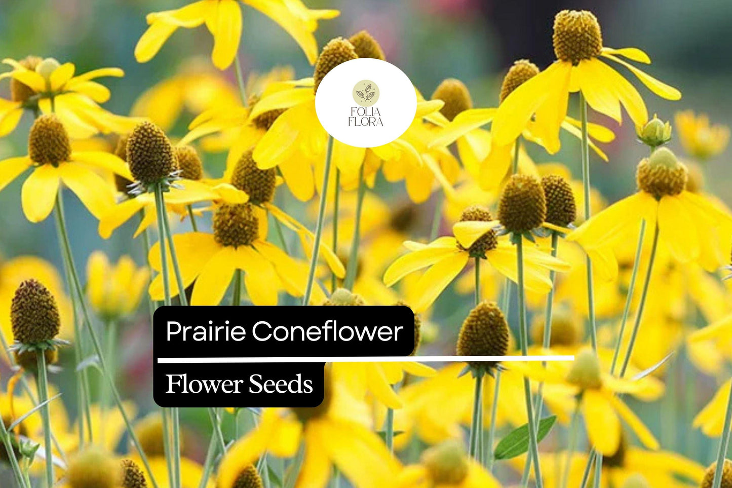 100mg Prairie Coneflower Seeds - Ratibida columnifera, Vibrant Wildflower for Pollinator Gardens