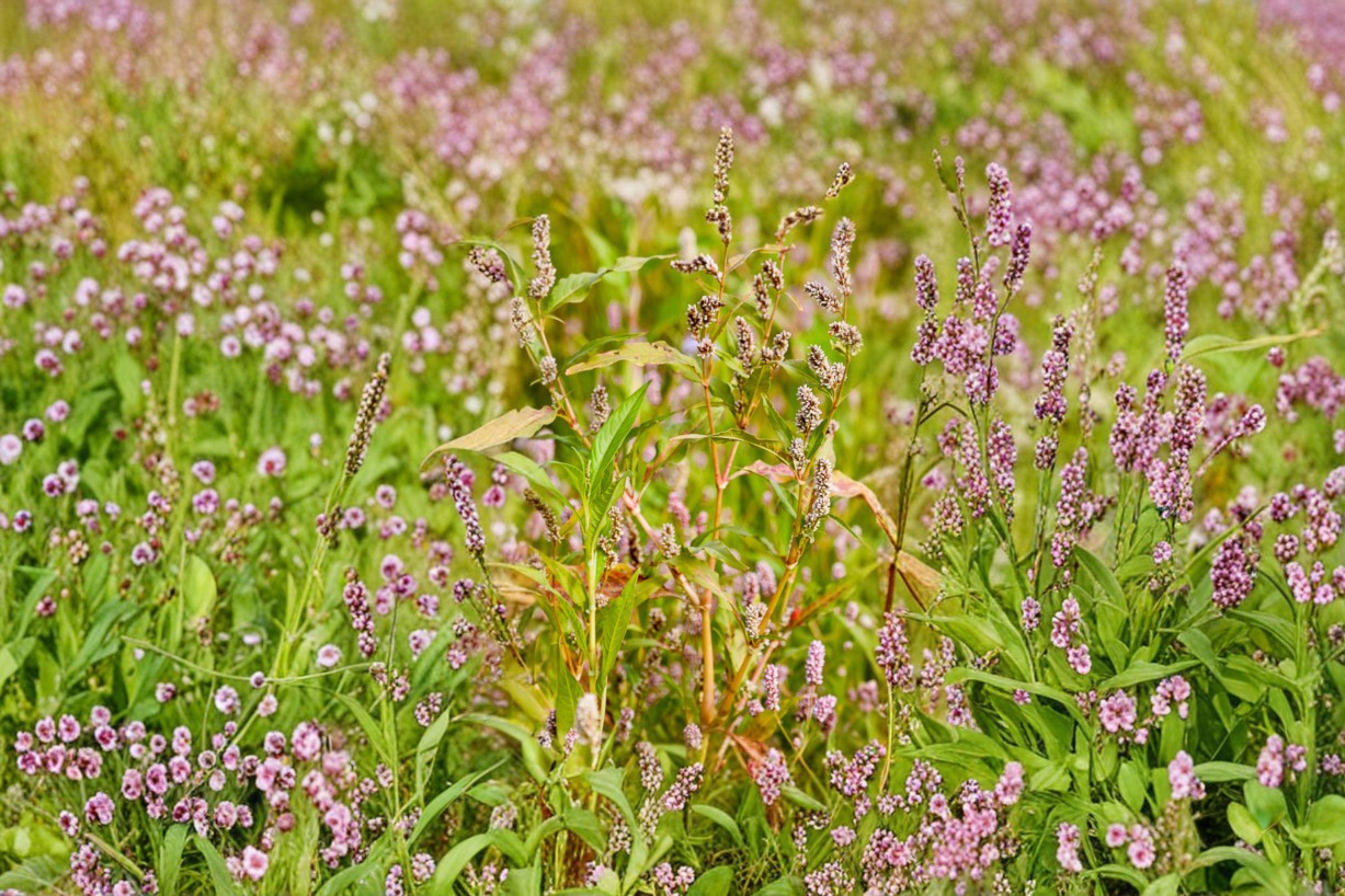 Pinkweed – Persicaria pensylvanica, Native Annual Wildflower | Pollinator Plant (15 Seeds)