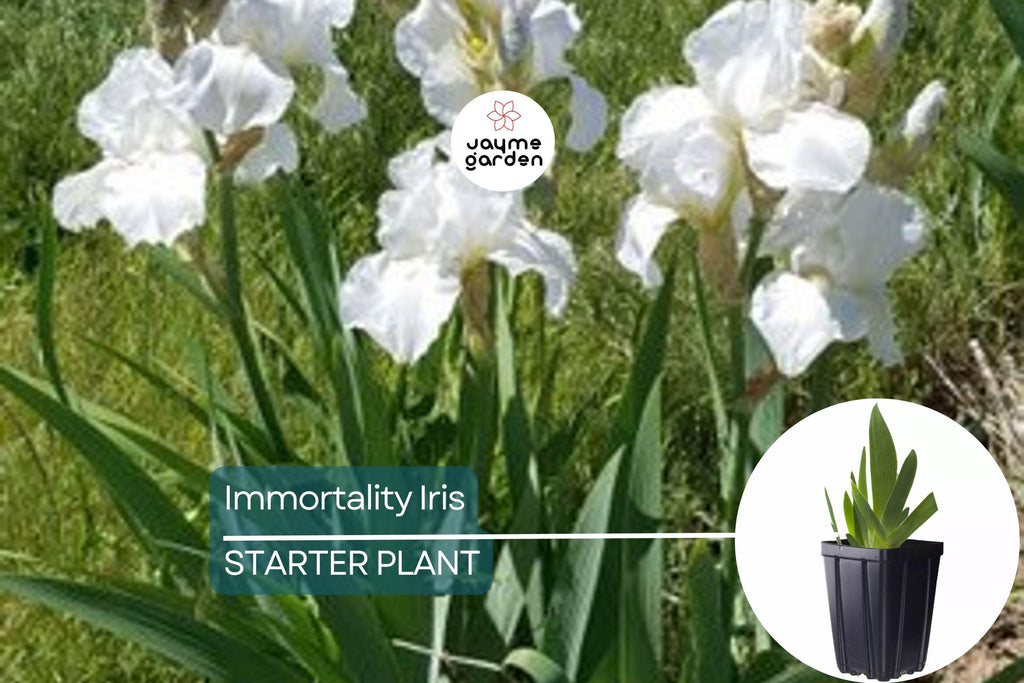 Immortality Iris Plant – Quart Pot | Fragrant Reblooming White Flowers | Perennial, Deer Resistant, Hardy Zones 3-10 | 30" Tall
