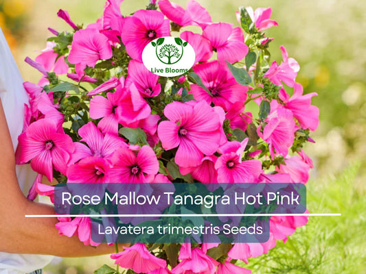 100 Seeds Rose Mallow Tanagra Hot Pink Blooms, Pollinator Attractor, Non-GMO, Hardy Perennial, Vibrant Flowers for Garden