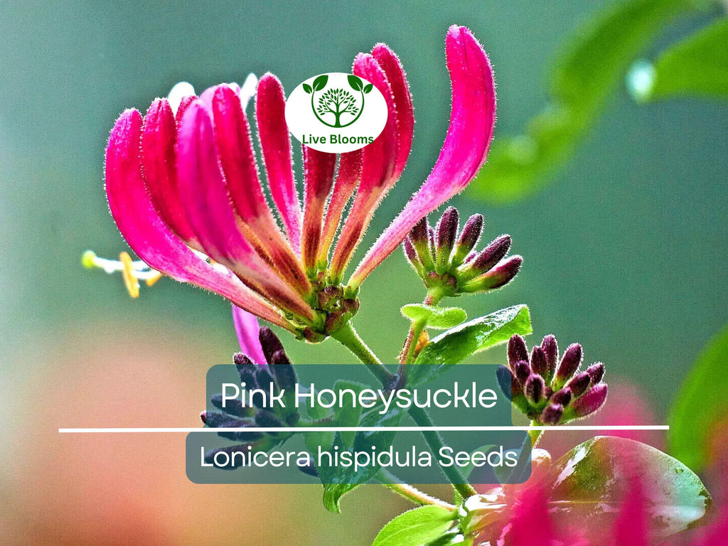 20 Pink Honeysuckle Seeds (L. hispidula) | Flowering Vine, Climbing Flower Shrub - Sweet-Scented, Fast-Growing, Pollinator-Friendly