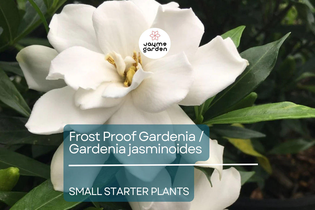 Frost Proof Gardenia Starter Plant - Evergreen Shrub, 7-10 Inches Tall - Highly Fragrant Blooms for Gardens, Containers & Landscaping