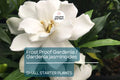 Frost Proof Gardenia Starter Plant - Evergreen Shrub, 7-10 Inches Tall - Highly Fragrant Blooms for Gardens, Containers & Landscaping