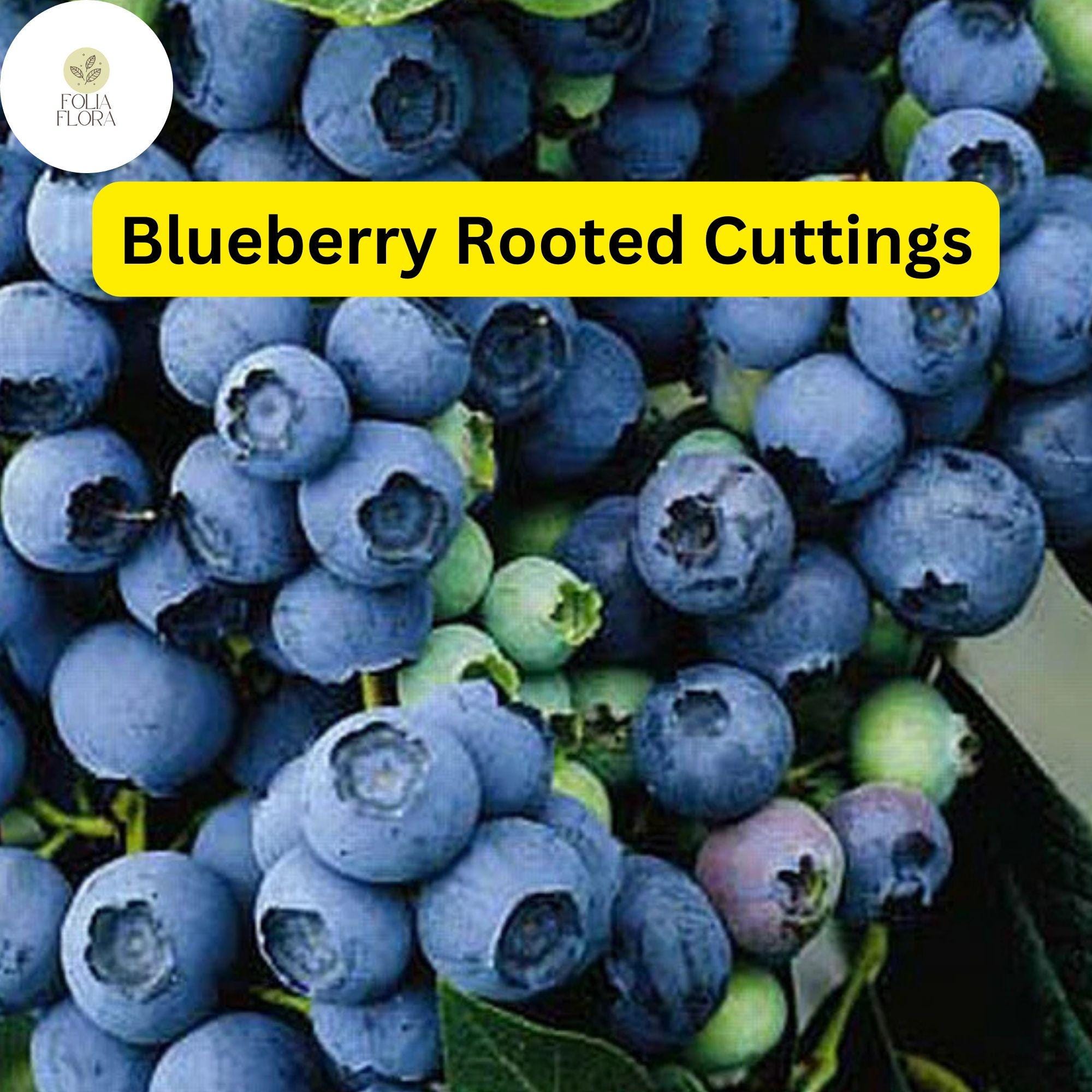 1 Blueberry Plant, Rooted Cutting, Live Bare Root Starter, Easy to Grow Fruit Bush