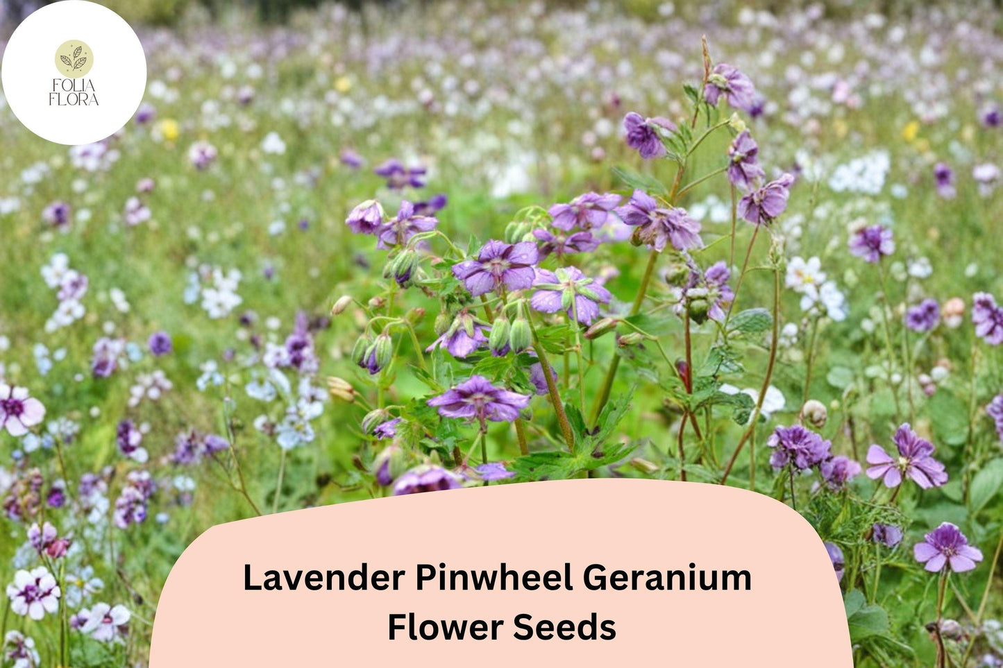 25+ Lavender Pinwheel Geranium Seeds for Garden Planting – Lavender Flowers, Hardy Perennial
