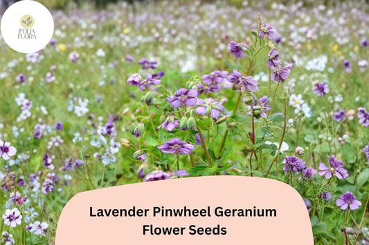 25+ Lavender Pinwheel Geranium Seeds for Garden Planting – Lavender Flowers, Hardy Perennial