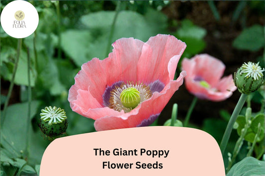 200+ The Giant Poppy Seeds for Garden Planting – Large, Vibrant Blooms, Easy to Grow Annual Wildflower