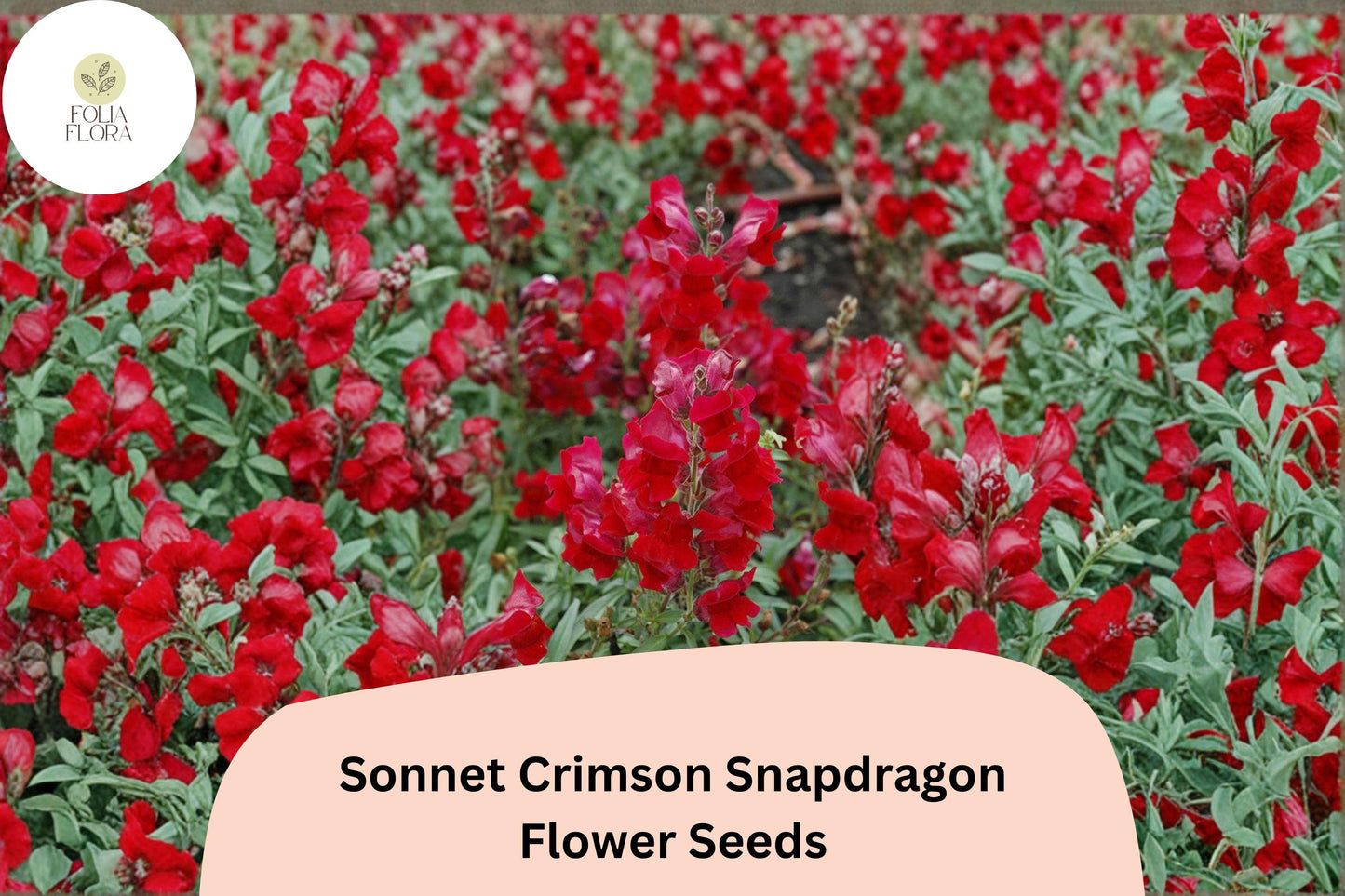 1000+ Sonnet Crimson Snapdragon Seeds | Antirrhinum majus | Deep Red Garden Flowers for Borders