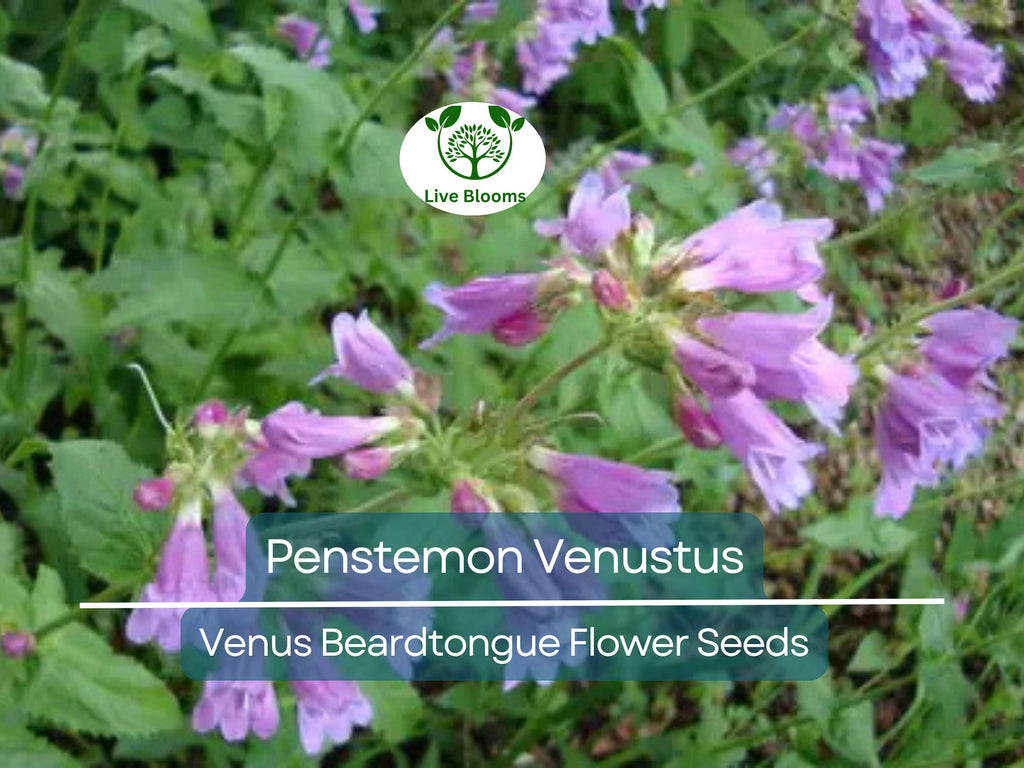 100 mg Seeds Penstemon Venustus (Venus Beardtongue) for Planting | Drought-Tolerant Native Wildflower for Pollinator-Friendly Gardens