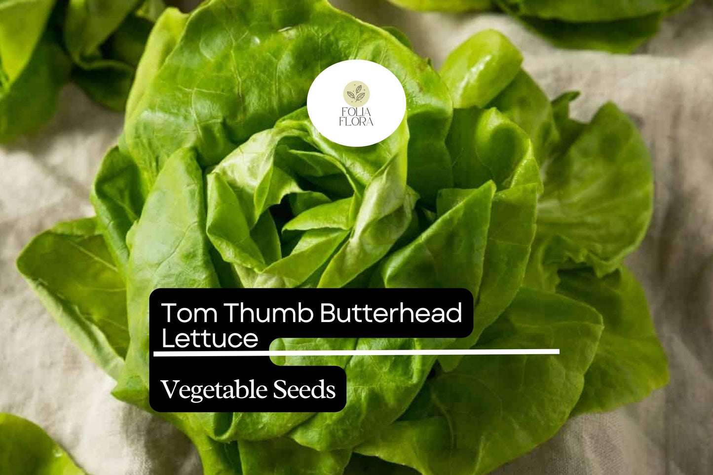1000 Tom Thumb Lettuce Seeds – Lactuca sativa – Mini Heirloom Butterhead, Sweet & Tender, Fast-Growing