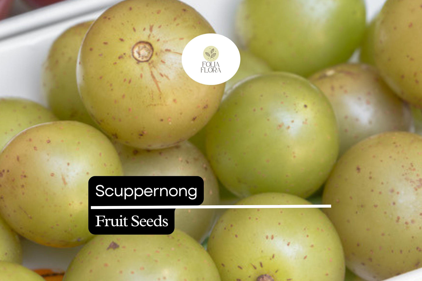 Scuppernong Grape Seeds (Vitis rotundifolia) | 5 Seeds | Grow Sweet Muscadine Grapes | Edible, High-Yield Vine