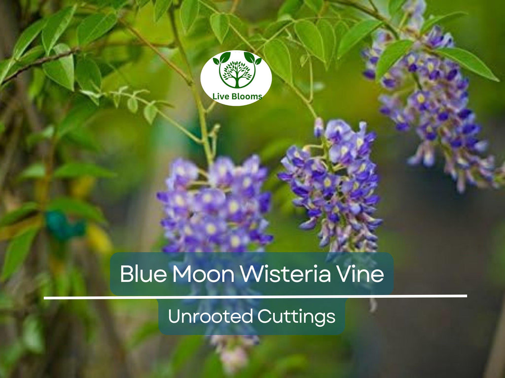 4 Wisteria Vines Blue Moon Fresh Unrooted Cuttings (Wisteria macrostachya) DIY Flowering Vine - Propagate Beautiful Blooms