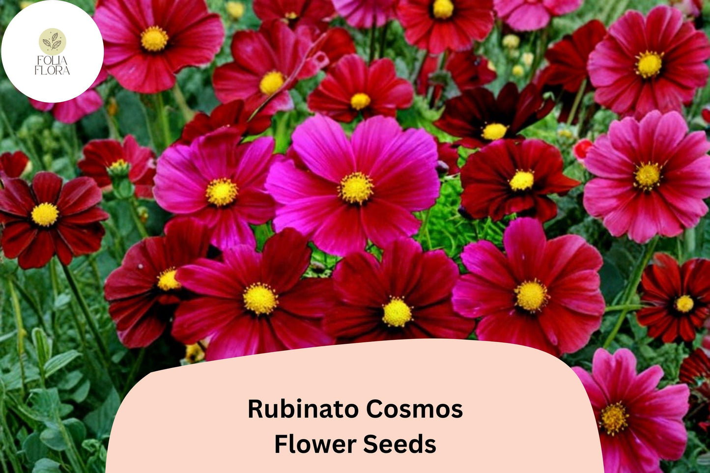 200+ Rubinato Cosmos Seeds | Cosmos Bipinnatus Deep Rose Red Blooms | Annual Garden Flower Seeds for Planting