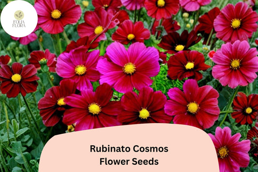 200+ Rubinato Cosmos Seeds | Cosmos Bipinnatus Deep Rose Red Blooms | Annual Garden Flower Seeds for Planting
