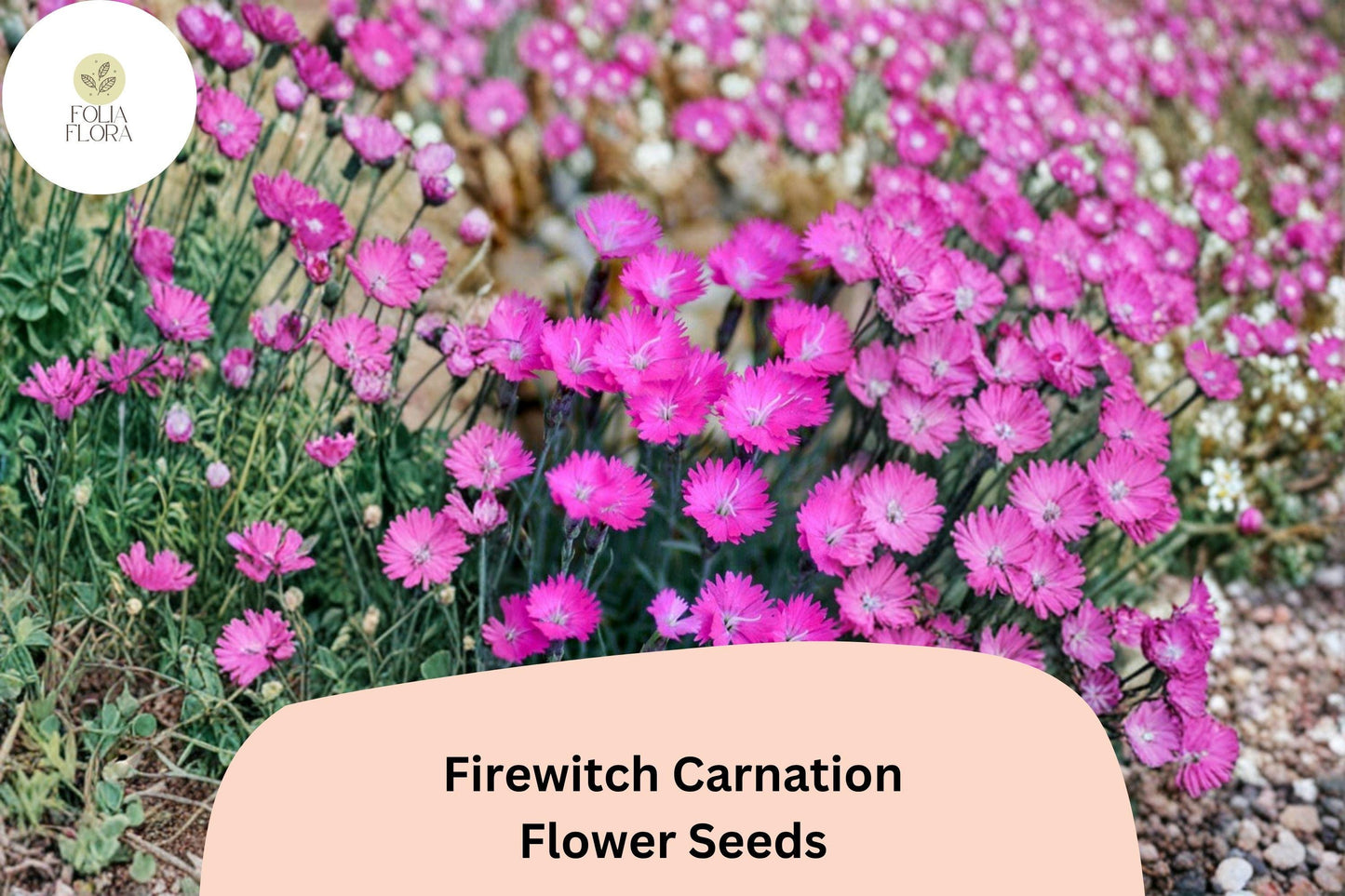 200+ Firewitch Carnation Seeds: Fragrant Pink Blooms, Hardy Perennial Garden Flowers