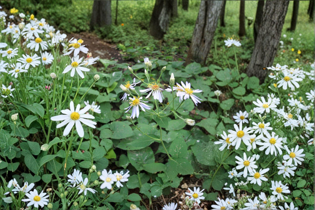 Eurybia macrophylla – Big-leaved Aster | 100 Seeds | Native Woodland Wildflower | Pollinator Garden Plant