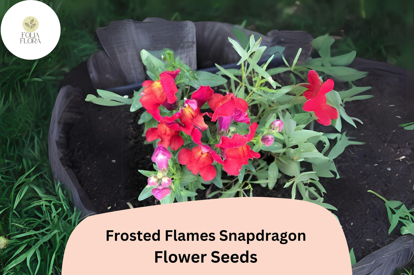 Antirrhinum majus Frosted Flames Snapdragon Seeds – 1000+ Heirloom Snapdragon Seeds for Vibrant Garden Planting