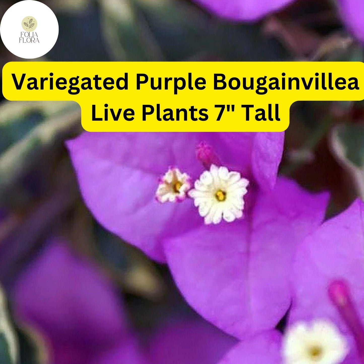 1 Variegated Purple Bougainvillea - Live Plant 7" Tall - Paper Flower, Vibrant Blooms, Tropical Vine