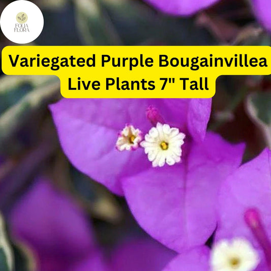 1 Variegated Purple Bougainvillea - Live Plant 7" Tall - Paper Flower, Vibrant Blooms, Tropical Vine