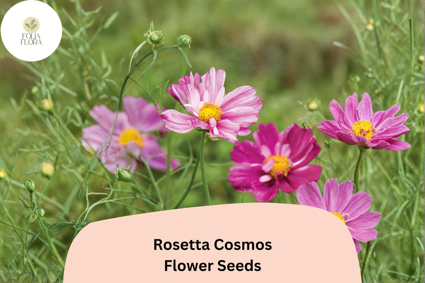 200+ Rosetta Cosmos Seeds | Cosmos Bipinnatus Soft Pink Double Blooms | Annual Garden Flower Seeds for Planting