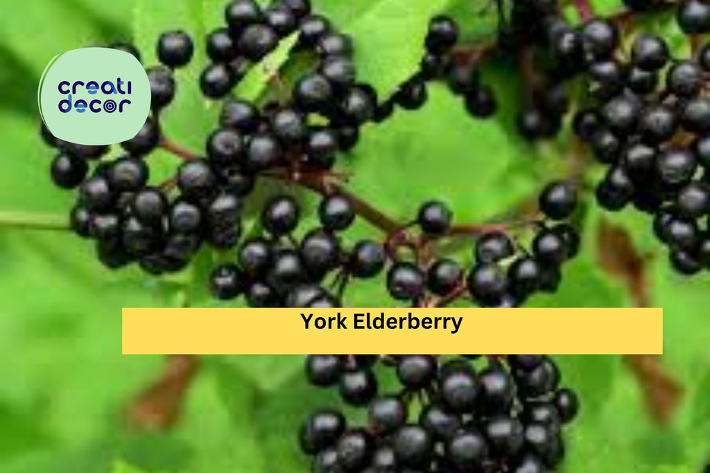 York Elderberry Live Plants – 4 Bare Root Shrubs, Self-Pollinating Variety for Zones 4–8, Hardy Fruit Bush for Edible Landscapes