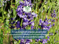 500 Seeds LAVENDER True English Vera (Lavandula angustifolia), Fragrant Perennial Flowers, Non-GMO, Perfect for Gardens, Aromatherapy