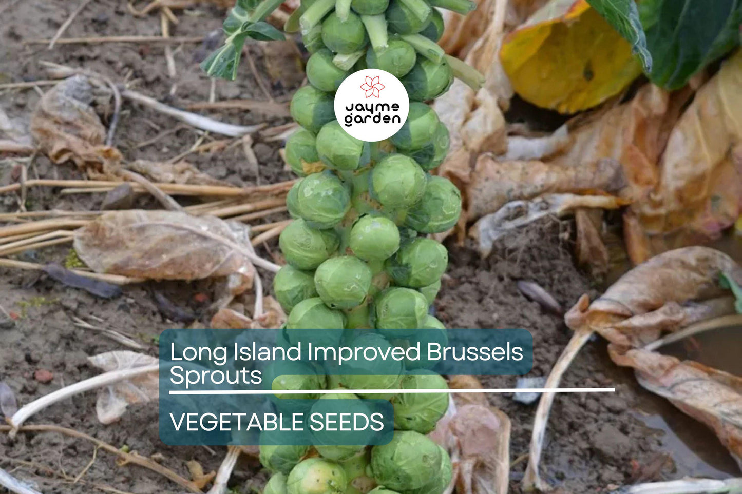 1000 Long Island Improved Brussels Sprouts Seeds – Heirloom, Non-GMO | USA Seller, Cool-Season Crop