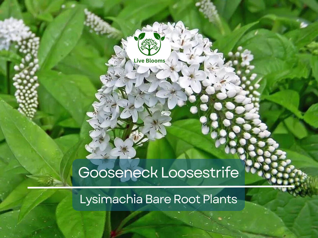 10 Gooseneck Loosestrife Plants – Bare Root Perennials – White Flowers – Lysimachia clethroides – Easy Ground Cover