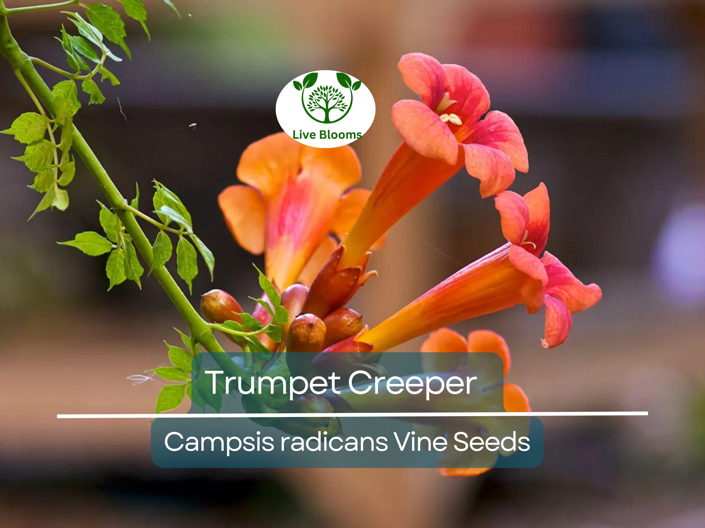 100 Flower Vine Seeds - Perennial Trumpet Creeper (Campsis radicans), Orange Flowers, Fast-Growing Vine, Climbing Plant, Wildlife Friendly