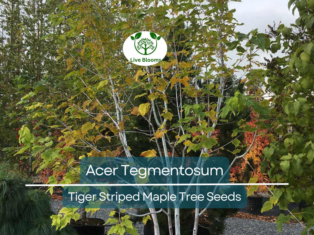 10 Seeds Acer Tegmentosum (Tiger Striped Maple) for Planting - Unique Tree for Landscaping, Gardens & Bonsai - Hardy, Ornamental Tree Seeds