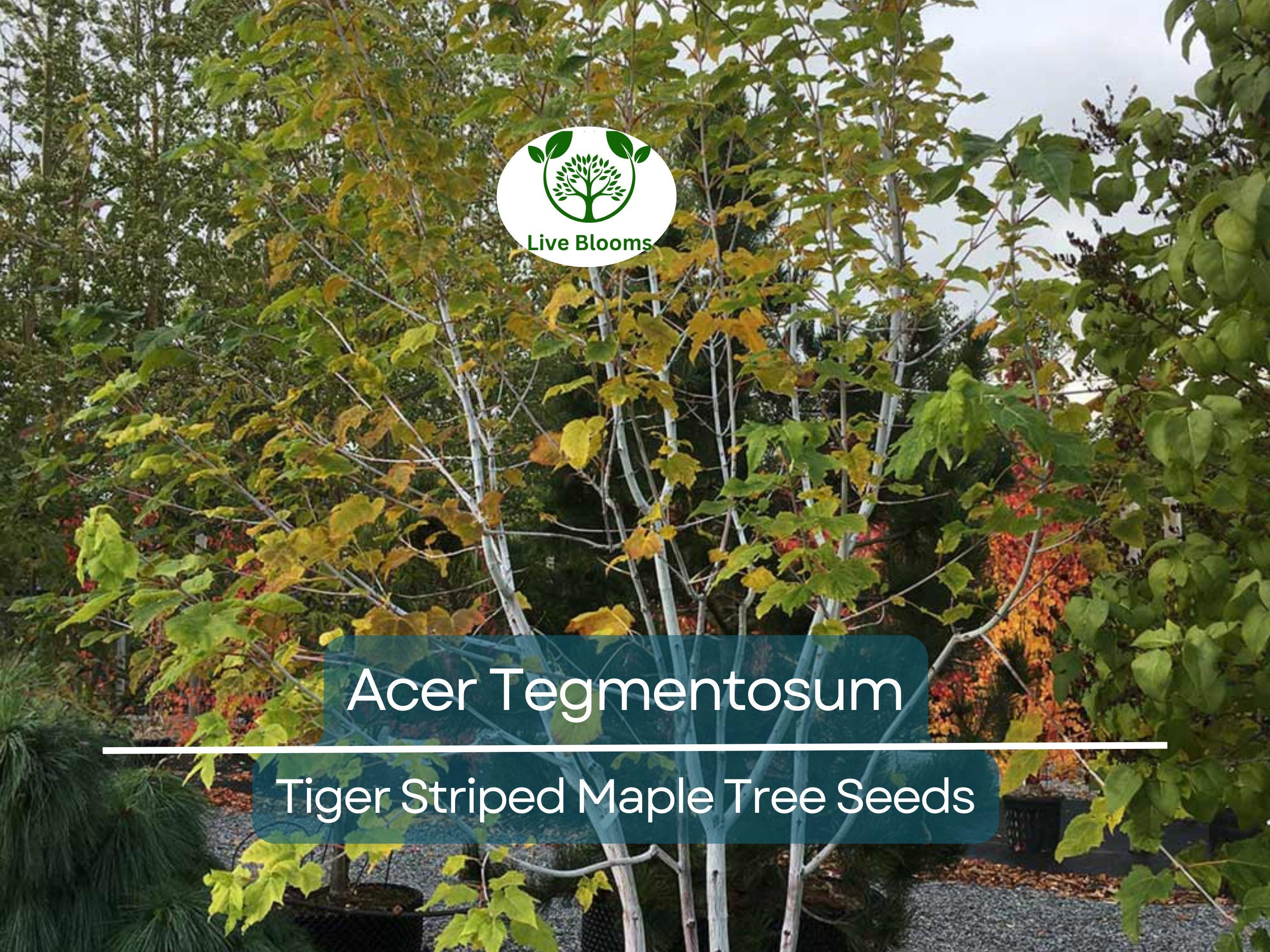 10 Seeds Acer Tegmentosum (Tiger Striped Maple) for Planting - Unique Tree for Landscaping, Gardens & Bonsai - Hardy, Ornamental Tree Seeds