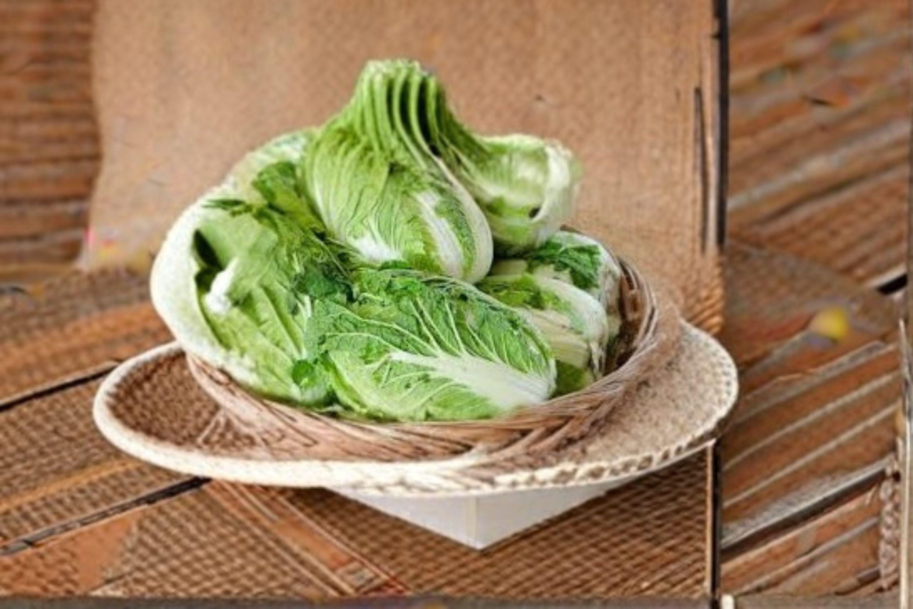 Chinese Cabbage – Matsushima 150 Seeds | Asian Napa-Type Cabbage | Uniform Heads | Crisp & Mild Flavor