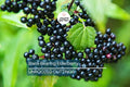 50 Black Elderberry Cuttings - Grow 50 Sambucus Nigra Plants - Fresh USA-Grown