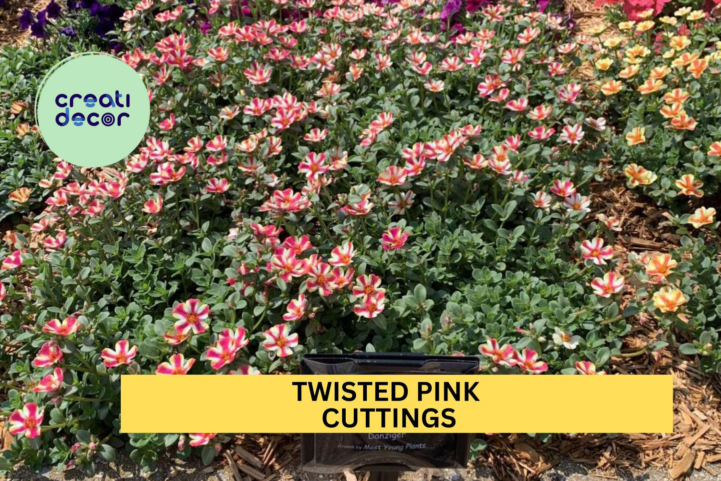 5 Twisted Pink Portulaca Cuttings – Purslane Flowering Plant for Containers, Beds & Rock Gardens – Easy to Root – USA Seller