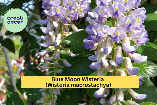 Blue Moon Wisteria – Wisteria macrostachya – Live 6–14” Starter Plant, Hardy Fragrant Perennial Vine for Trellis or Garden