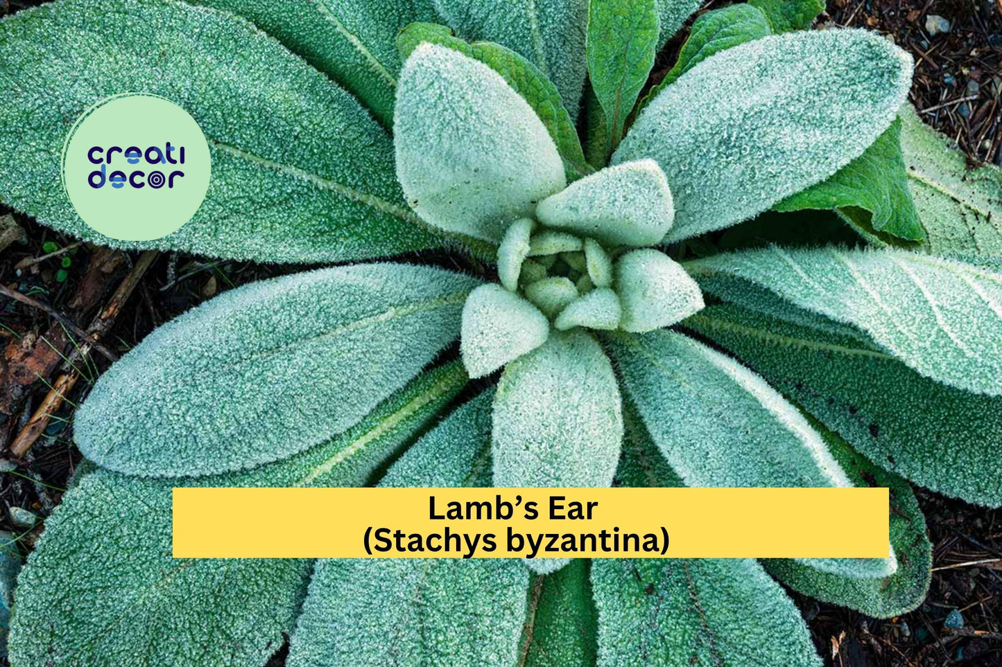 3 Lamb’s Ear Starter Plants – Stachys byzantina – Soft Silver Foliage Perennial – Drought-Tolerant Groundcover for Garden Beds
