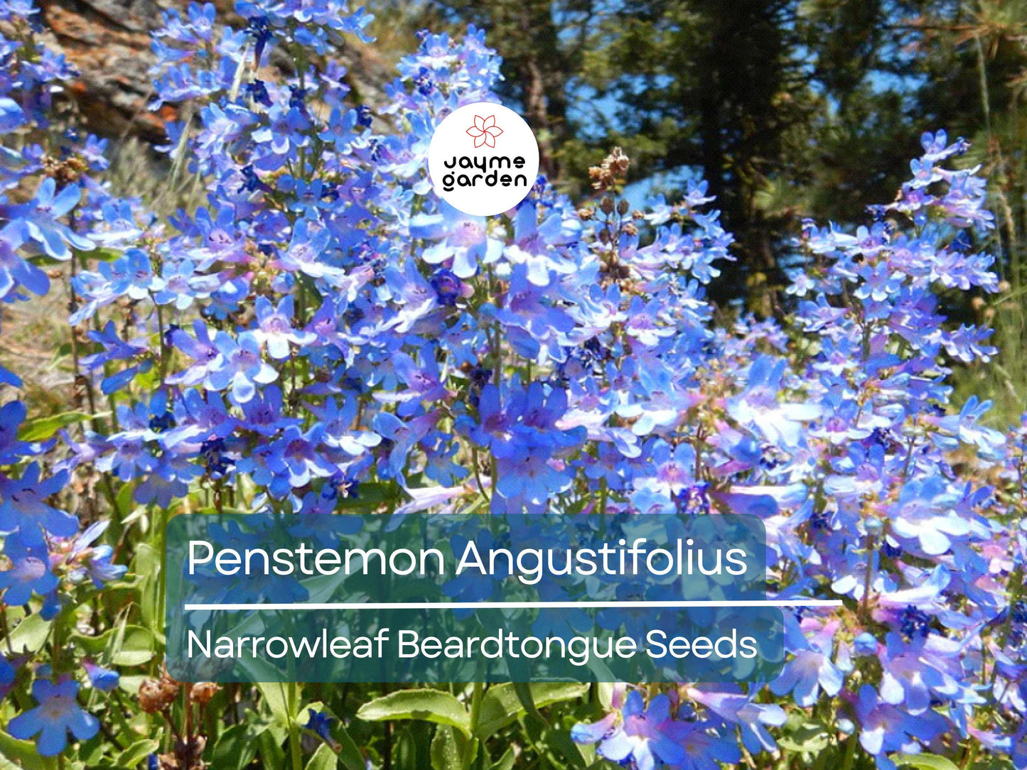 50 Seeds Penstemon Angustifolius | Narrowleaf Beardtongue Seeds for Planting | Native Perennial | Blue Wildflower | Pollinator Friendly